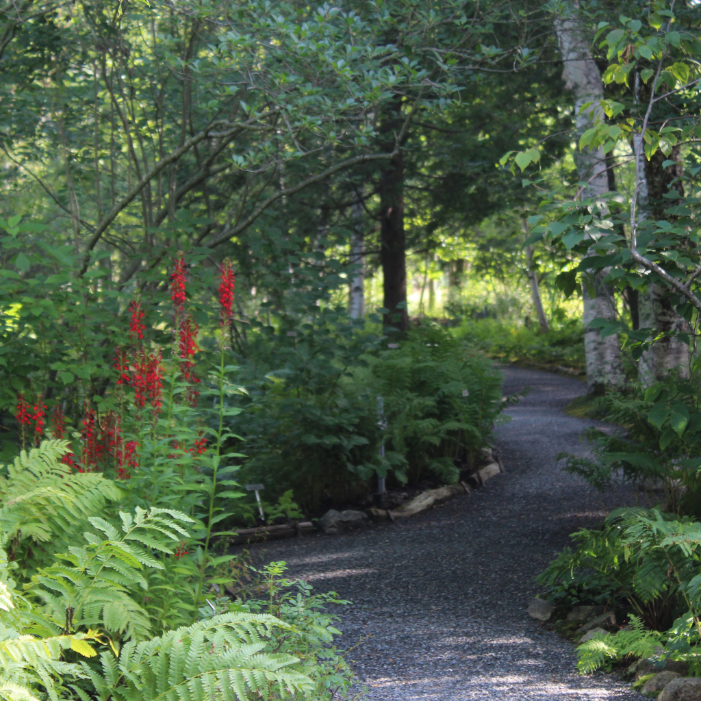 Path In The Forest