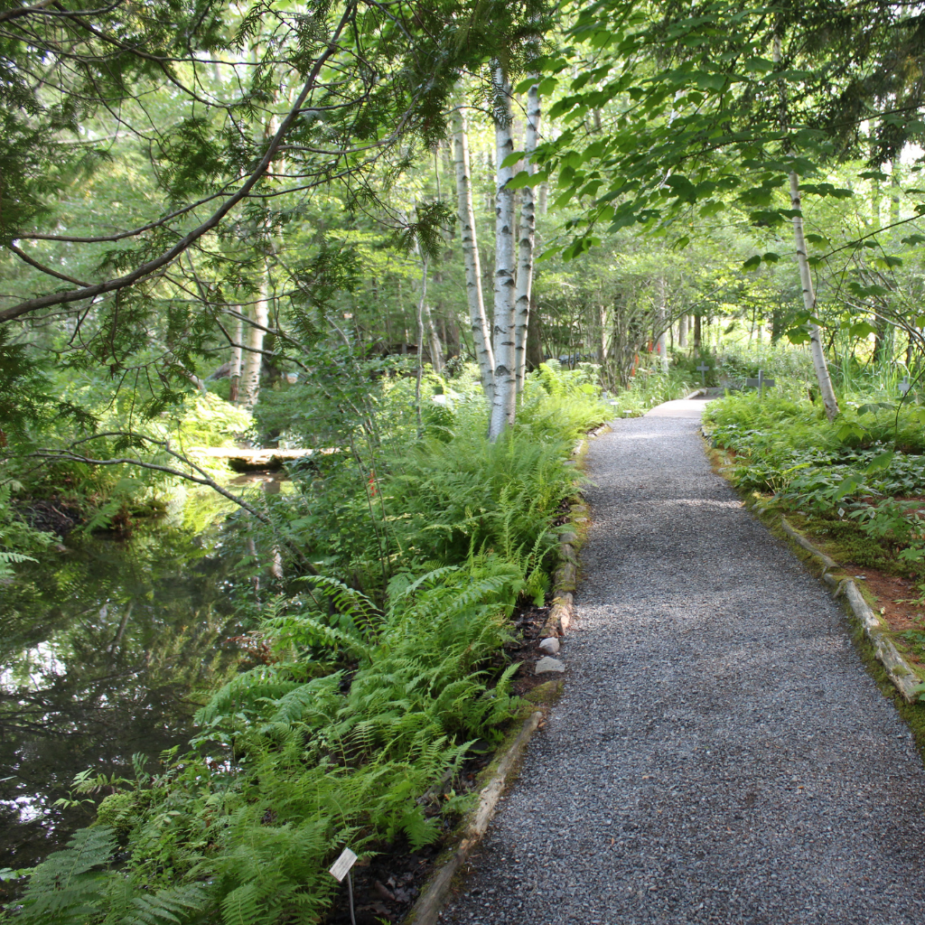 Path that follows the stream