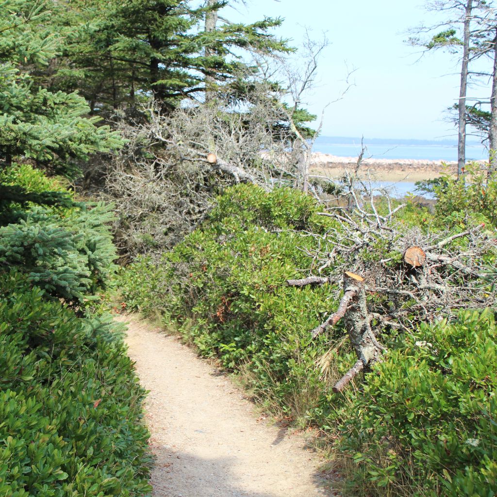 Wonderland Trail Acadia With Ocean Background