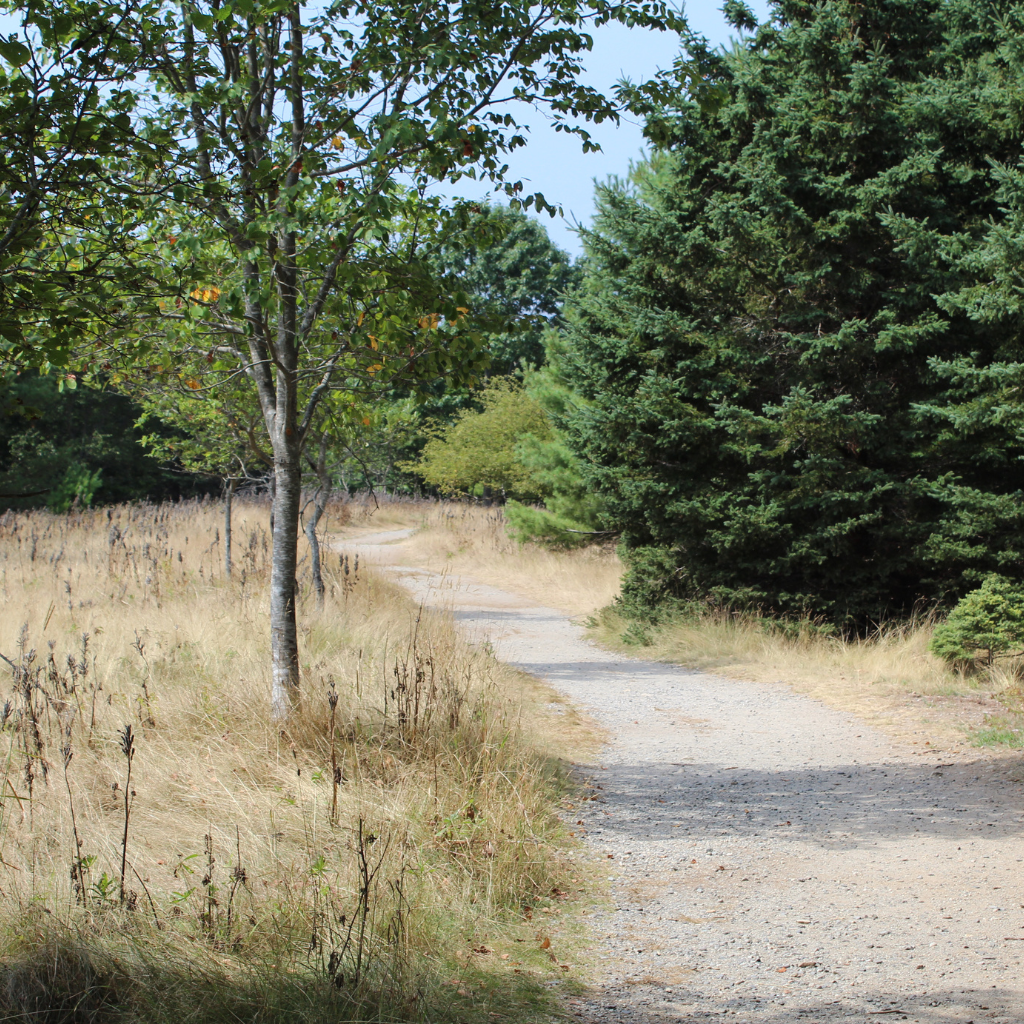 Dirt trail on the island