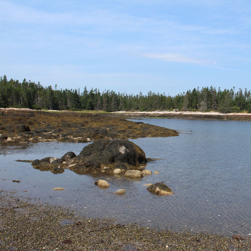 Cove at Low Tide