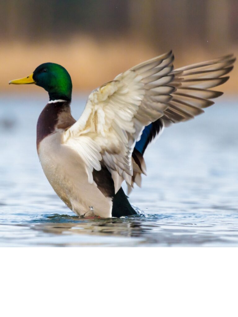 A male mallard duck taking off from the water