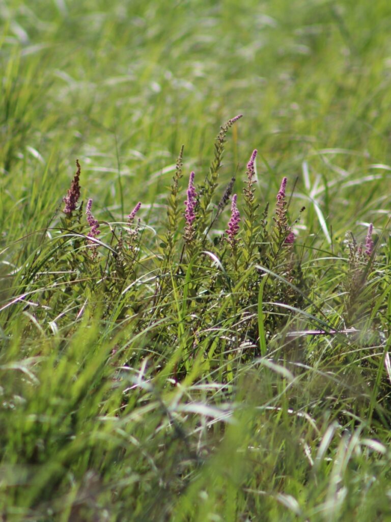 Wildflowers along the trail