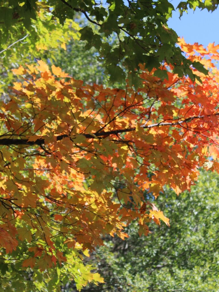 Viewing the first sign of fall foliage