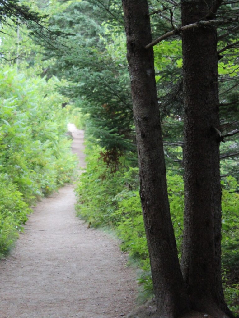 Smooth pathway in the woods