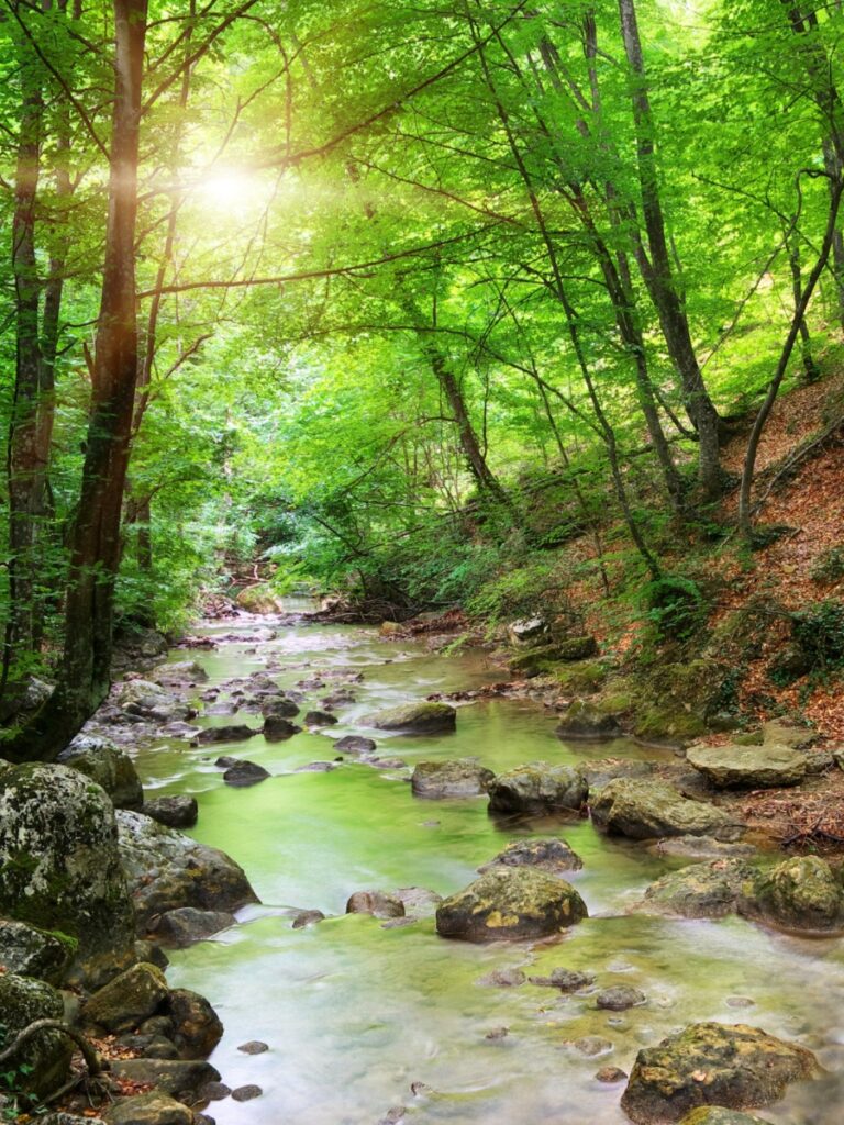 Showing the stream looking towards the sun through the trees