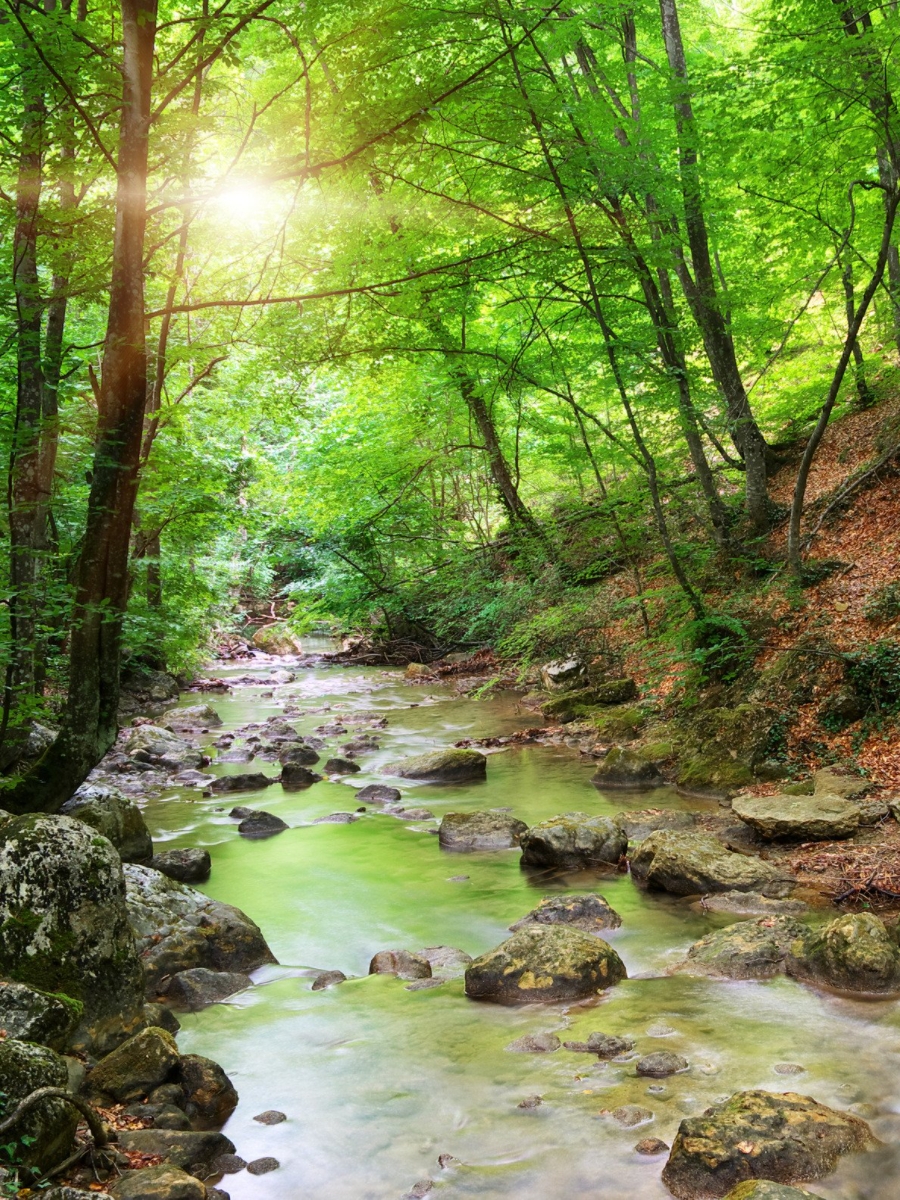 Showing the stream looking towards the sun through the trees