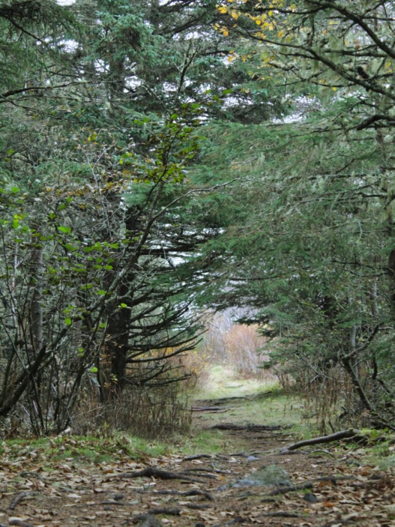 To Show a hiking trail in the woods