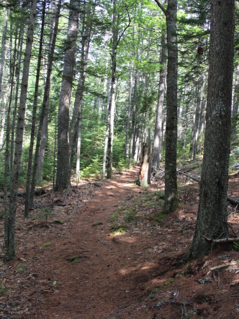 One of the benefits of hiking along the pathway among the tall evergreens is the smell of the forest