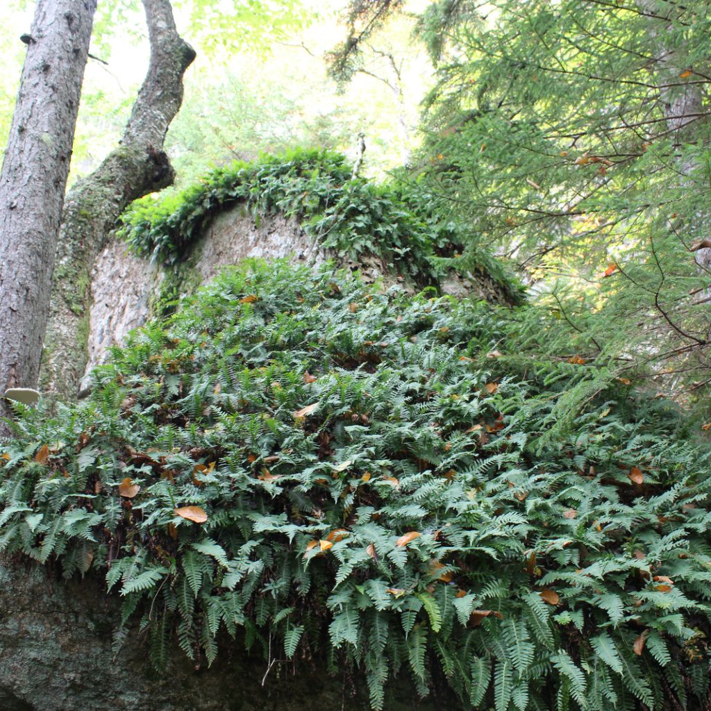 Ferns growing on a boulder