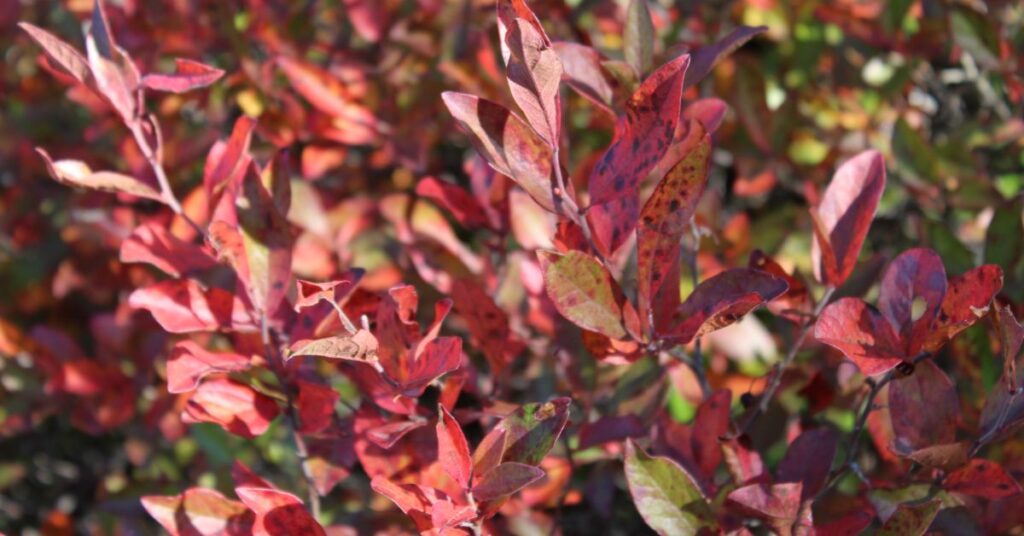 Red foliage